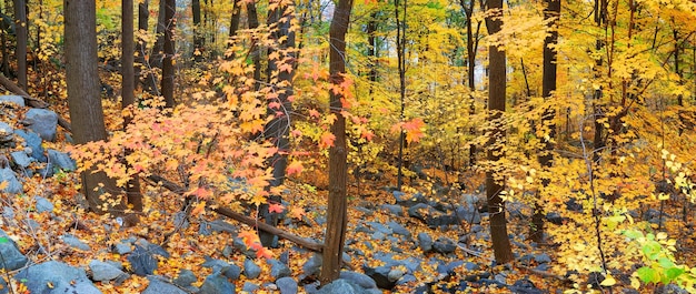 Follaje del bosque de otoño