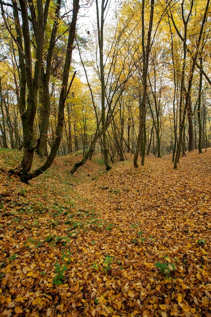 Follaje caído en otoño durante la caída de hojas en tiempo nublado