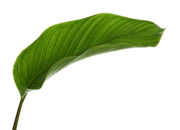 Follaje de Calathea Hoja tropical exótica Hoja verde grande aislada sobre fondo blanco