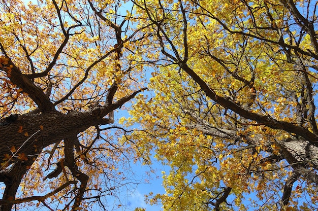 Foto follaje de color aumnal del parque nacional de ucrania de roble