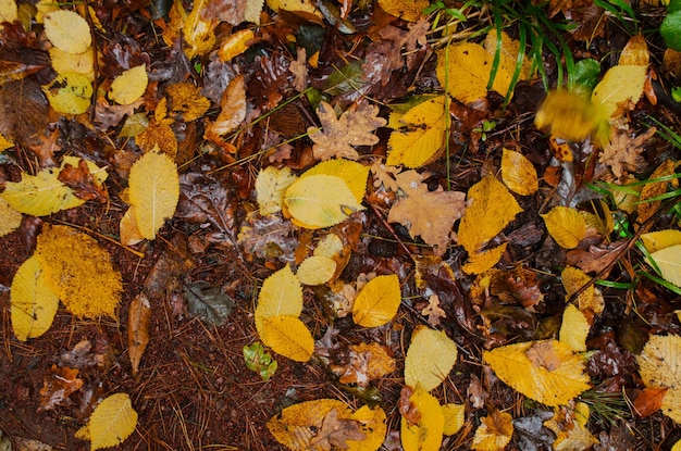 Follaje colorido en maderas soleadas Textura de fondo natural de otoño con hojas coloridas