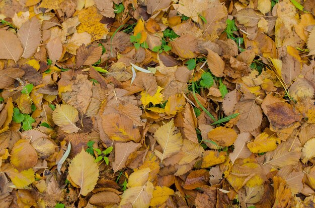 Follaje colorido en maderas soleadas Textura de fondo natural de otoño con hojas coloridas