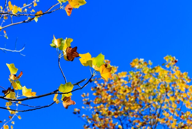 Follaje colorido en el parque de otoño / Fondo de cielo de hojas de otoño / Hojas de árboles de otoño en color vintage