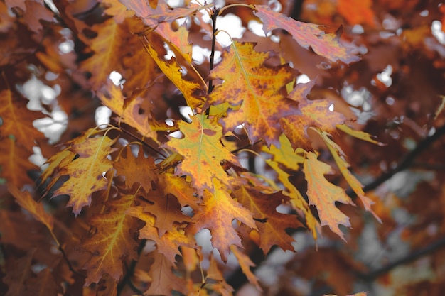 Follaje colorido en el parque de otoño. Hojas de otoño de roble. Hojas de los árboles de otoño. Otoño