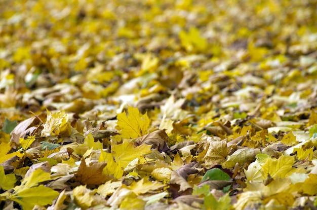 Follaje colorido en el parque de otoño