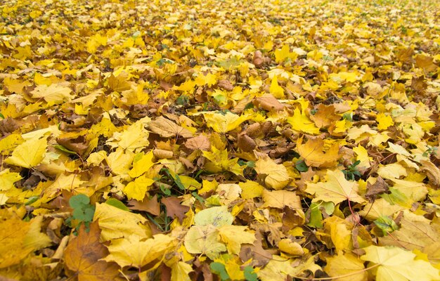 Follaje colorido en el parque de otoño