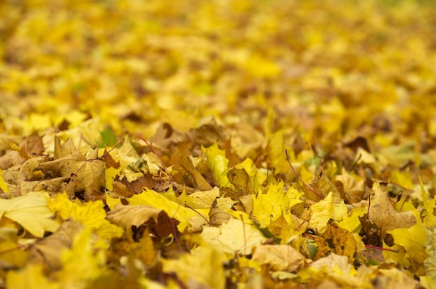 Follaje colorido en el parque de otoño