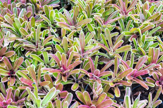 Follaje colorido de la planta de bromelia