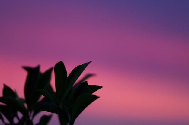 Follaje contra el cielo del atardecer púrpura y rosa con enfoque suave