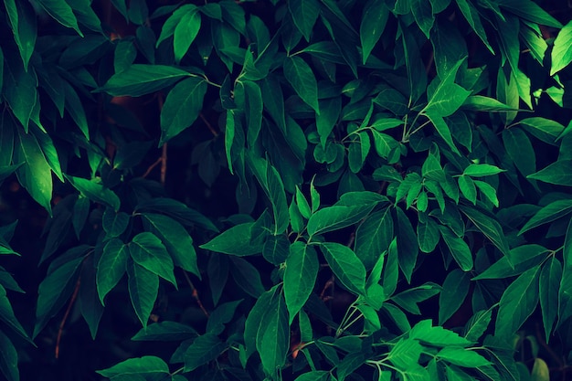 Follaje denso de fondo verde con luz solar penetrante.