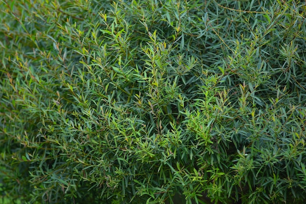 Follaje denso y ramas de thuja, un patrón de planta para el fondo.