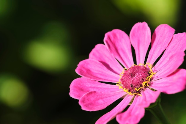 Follaje de fondo verde flor rosa brillante