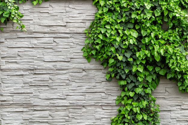 Follaje de hiedra verde sobre un muro de piedra pizarra blanca decorativa