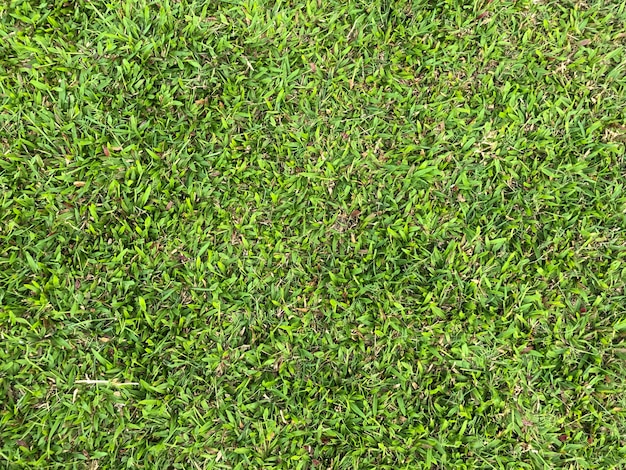follaje en la hierba como textura de fondo