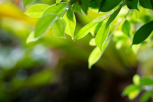 Follaje de hojas verdes después de la lluvia con fondo de naturaleza