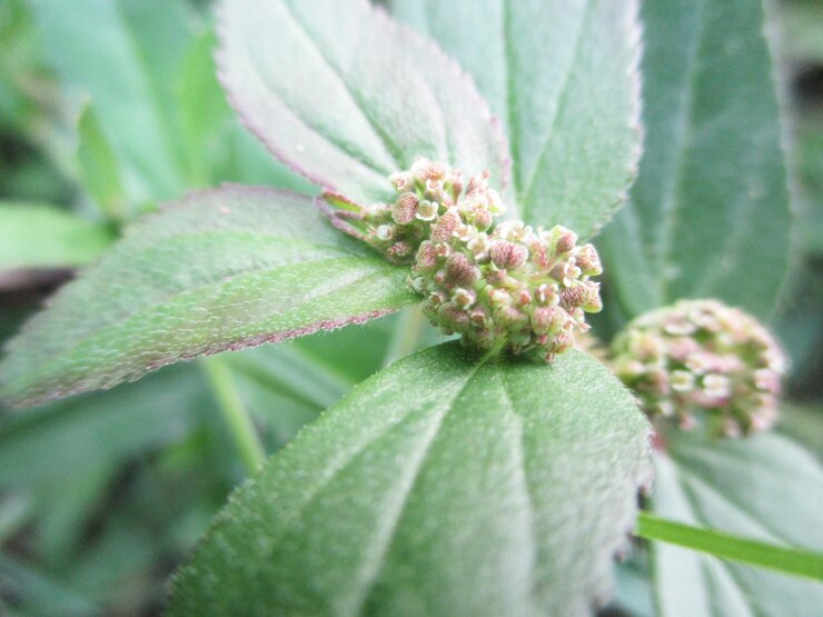 Foto follaje, hojas verdes frutos y flores