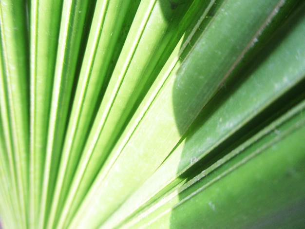 follaje, hojas verdes frutos y flores