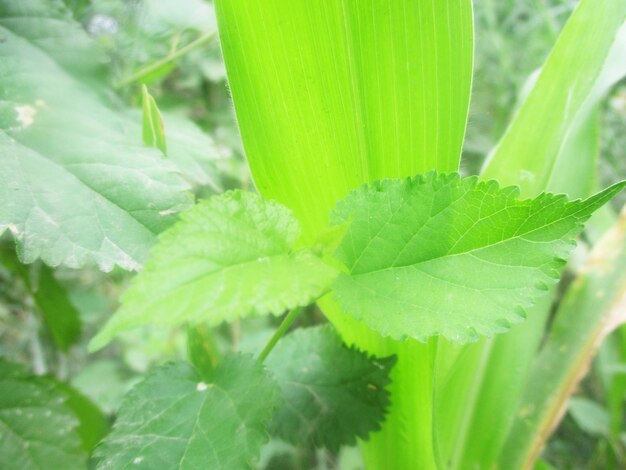 follaje, hojas verdes frutos y flores