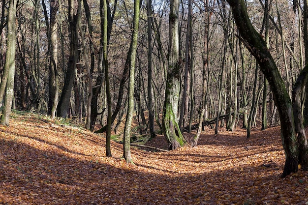 Follaje iluminado por el sol y árboles desnudos a finales de otoño.