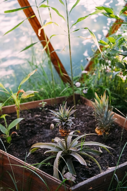 Follaje del invernadero del cultivo de la piña del jardín de casa