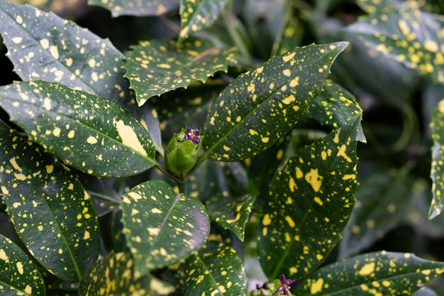 Follaje de laurel manchado nombre binomial aucuba japonica variegata un arbusto popular