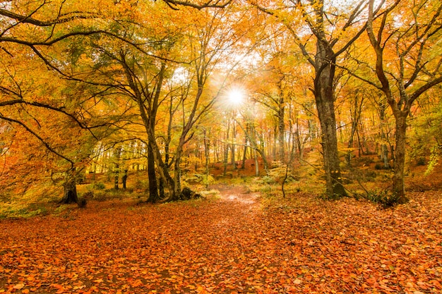 Follaje en Monti Cimini, Lazio, Italia. Colores otoñales en madera de haya. Hayas con hojas amarillas.