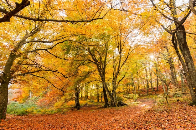 Foto follaje en monti cimini lazio italia colores de otoño en un hayedo hayas con hojas amarillas