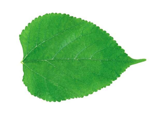 Follaje de morera Hojas verdes patrón de planta de hojas tropicales aisladas en fondo blanco