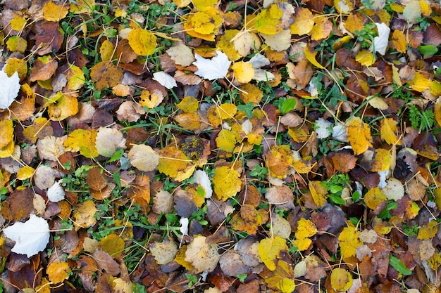 Follaje otoñal brillante en el suelo. Fondo de otoño. Otoño tranquilo y hermoso