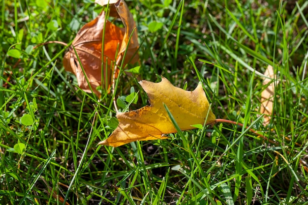 Follaje otoñal caído de los árboles en la hierba verde