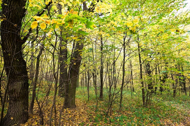 Foto follaje de otoño amarillo en el bosque con árboles jóvenes delgados, temporada de otoño real