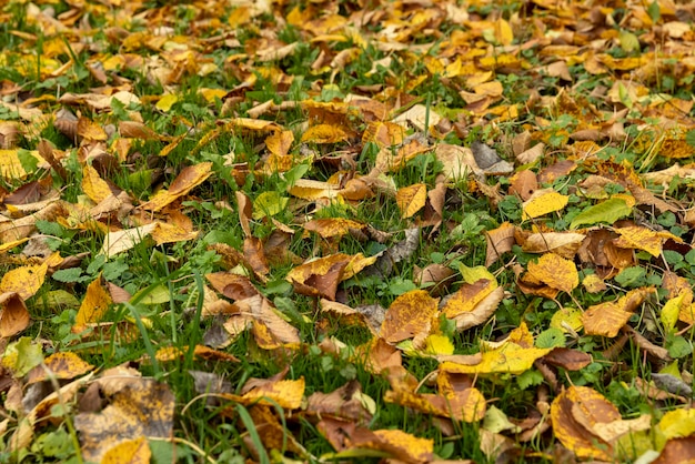 Follaje de otoño en los árboles en Europa