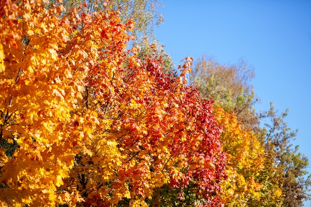 Follaje de otoño en árboles en el parque