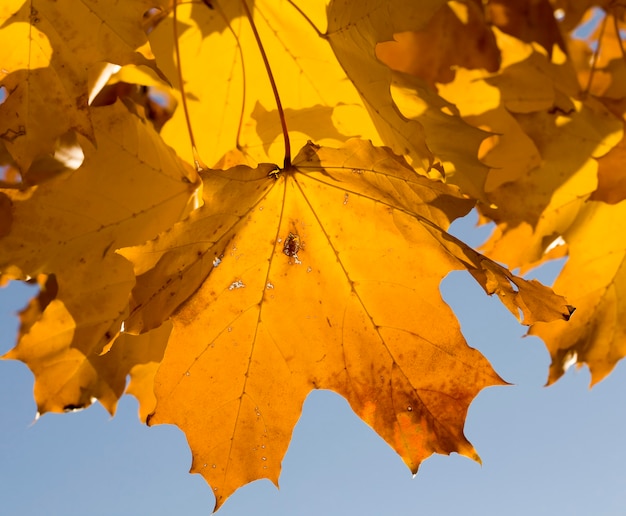 El follaje de otoño de arce contra un cielo azul