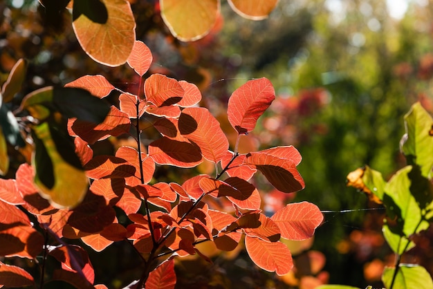 Follaje de otoño en el bosque