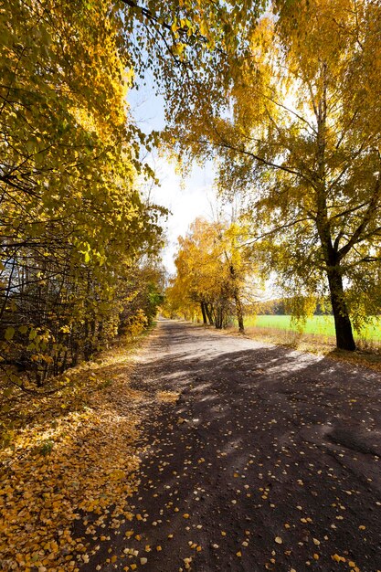 Follaje de otoño y camino rural