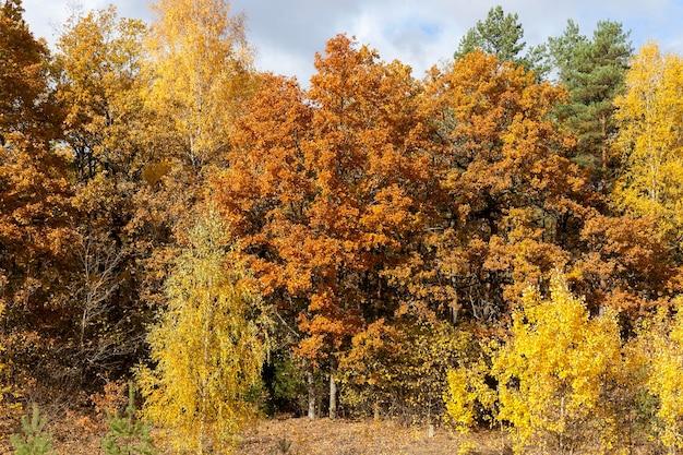 Follaje de otoño de cerca