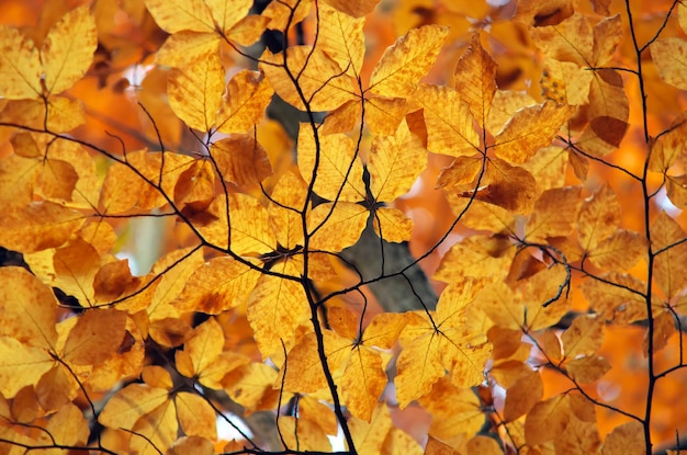 Follaje de otoño. Composición de la naturaleza.