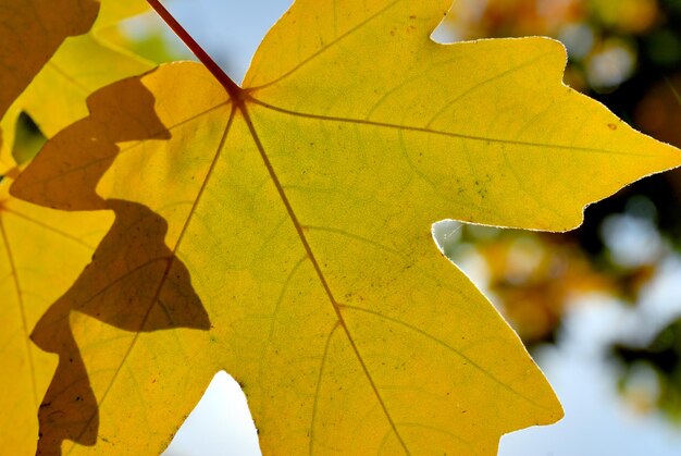 Follaje de otoño contra el sol