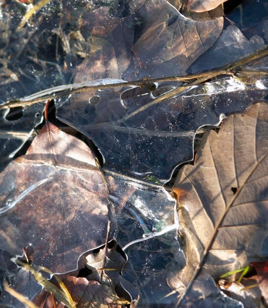 follaje de otoño helado