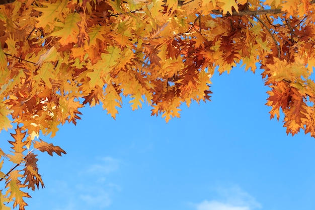 Follaje de otoño naranja con fondo de cielo azul