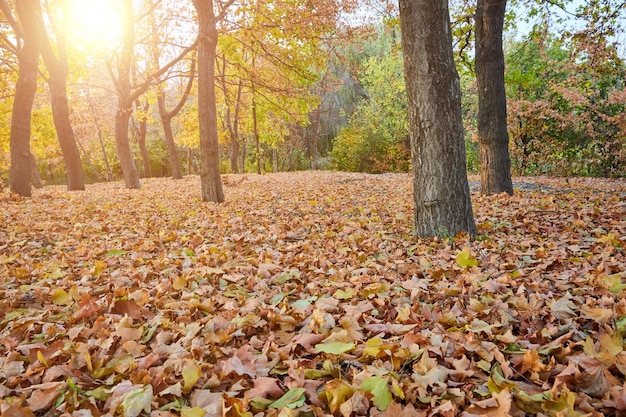 Follaje de otoño naranja en el parque de la ciudad