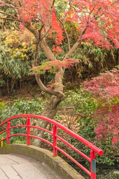 Foto el follaje de otoño con vistas al puente rojo del templo japonés benzaiten en el bosque