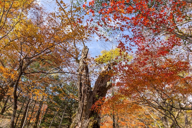 Follaje de otoño