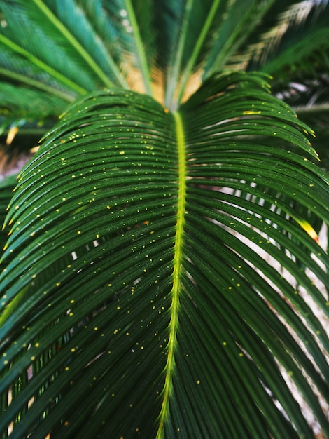 Follaje de palmeras de la selva tropical, tonos verde oscuro.