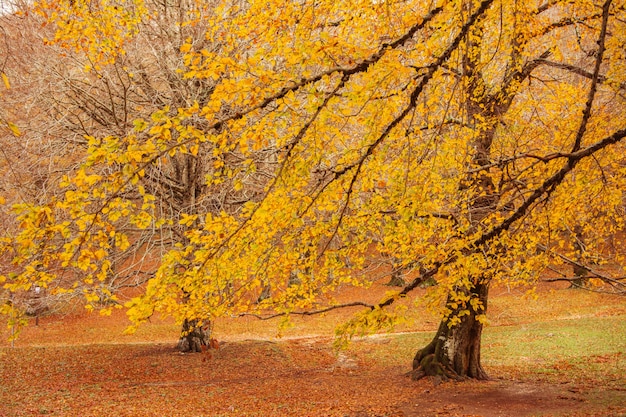 Follaje en el parque nacional de Monti Simbruini, Lazio, Italia. Colores otoñales en madera de haya. Hayas con hojas amarillas.