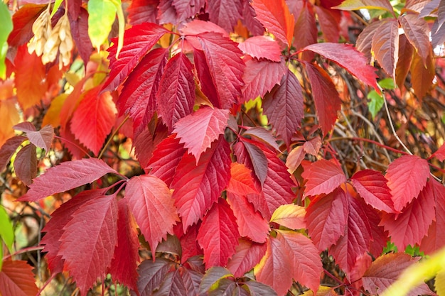 El follaje de parthenocissus saturado de color verde granate en los arbustos.