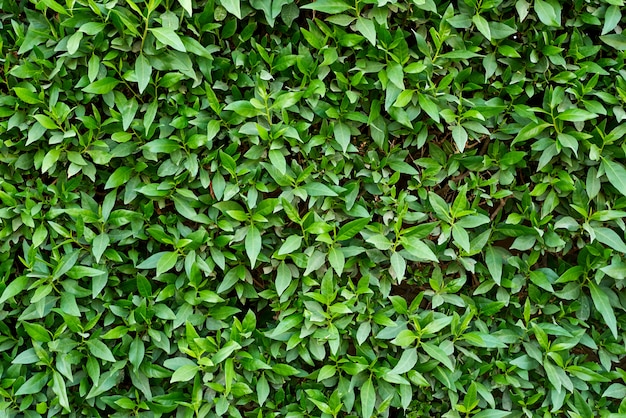 El follaje de plantas verdes como a. Textura abstracta