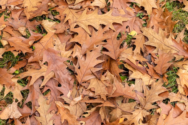 Follaje de roble caído en la temporada de otoño