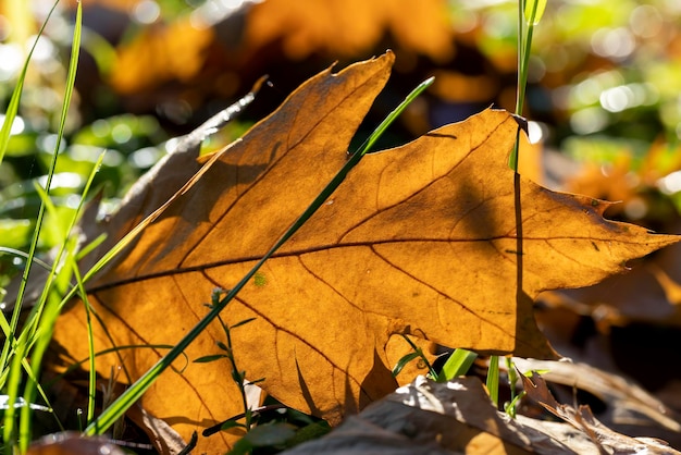 Follaje de roble naranja de cerca